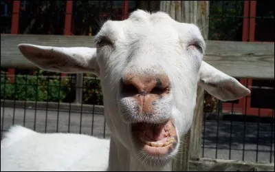 Continuons avec une ville des Yvelines au nom qui peut rendre chèvre !