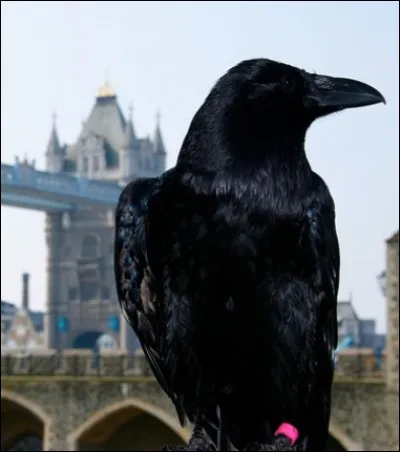 Superstitions > Il en est une qui annoncerait l'effondrement du royaume d'Angleterre si elle se produit. Laquelle ?