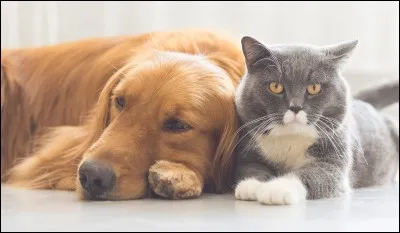 Tu dois choisir un familier. Lequel prends-tu ?