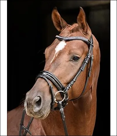 Quel est le mécanisme du trot ?