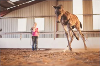 Quel est le mécanisme du galop ?