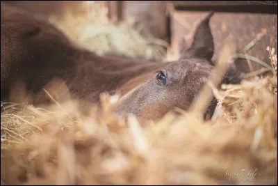 Comment est la robe noire ?