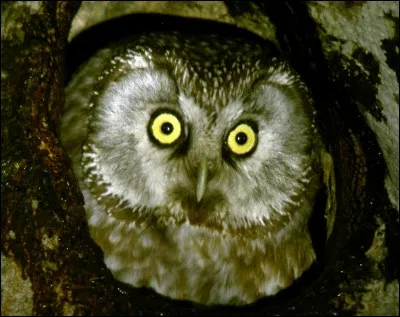Quel est le bruit de la chouette ?