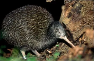 D'où vient le kiwi ?