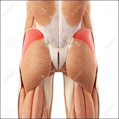 Quels sont ces muscles ? (en rose foncé)