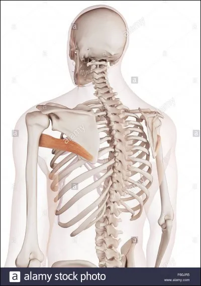 Quel est ce muscle ?