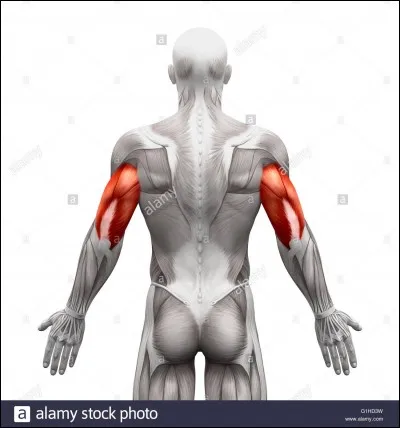 Quel est ce muscle ?