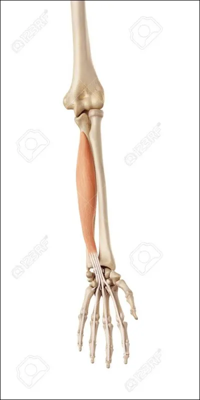 Quel est ce muscle ?