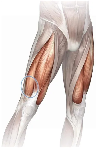 Quels sont ces muscles ?