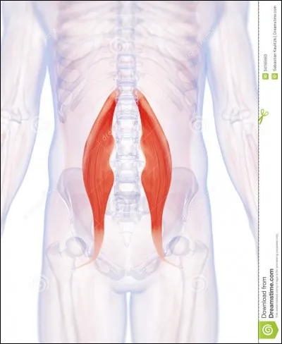 Quels sont ces muscles ?