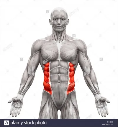 Quels sont ces muscles ?