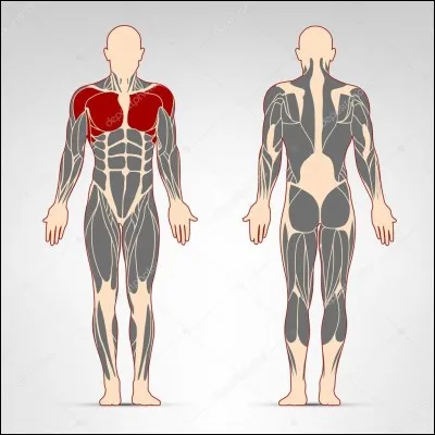 Quels sont ces muscles ?