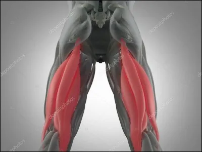 Quels sont ces muscles ?
