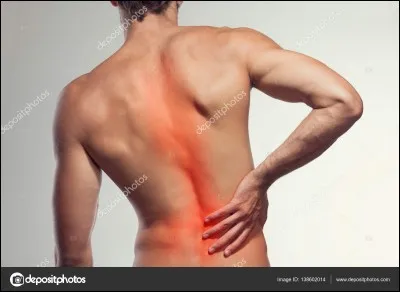 Quels sont ces muscles ?