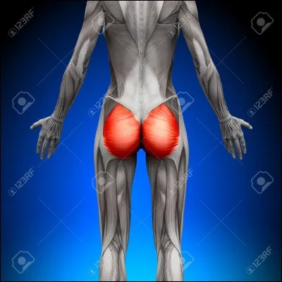 Quels sont ces muscles ?