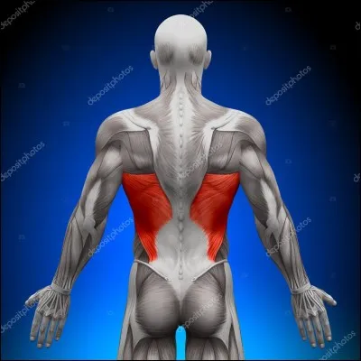 Quel est ce muscle ?