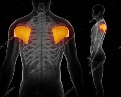 Quels sont ces muscles ?