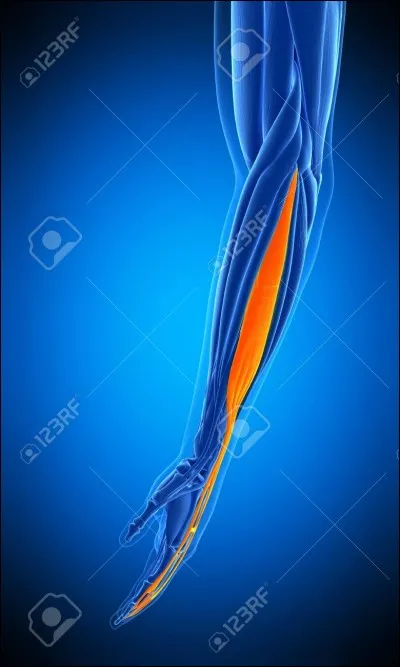 Quel est ce muscle ?