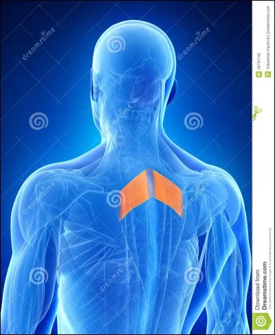 Quel est ce muscle ?