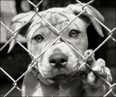 Dernière question pour vous départager. Savez vous à combien s'élève le nombre d'abandons d'animaux en France ?