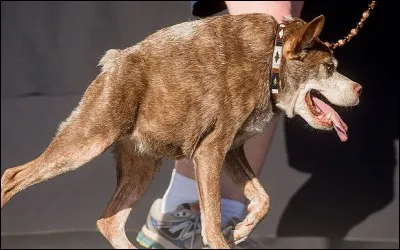Passons maintenant à Quasimodo. Sauvé d'un refuge et âgé de 10 ans lors de sa victoire en 2015, il a semé le trouble parmi l'assemblée. Pourquoi ?