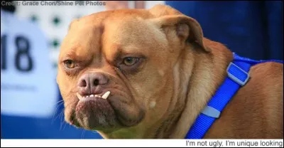 Vainqueur en 2009, il a été sauvé d'un refuge, comme c'est d'ailleurs le cas pour de nombreux concurrents. Je vous présente Pabst et c'est un...