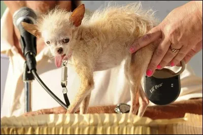 Issu d'un croisement peu heureux, Yoda a raflé la première place du concours en 2011, devenant un symbole de tolérance. Recueilli alors qu'il avait été abandonné dans la rue, il a bien failli ne jamais être adopté car les gens le confondaient avec un autre animal. Lequel selon vous ?