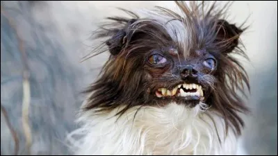 En 2014, un outsider de poids s'est présenté pour tout rafler sur son passage. Son nom : Peanut. Quel était son pedigree ?