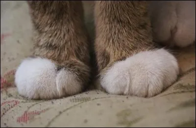Comment appelle-t-on ce qui est sous les pattes du chat ?