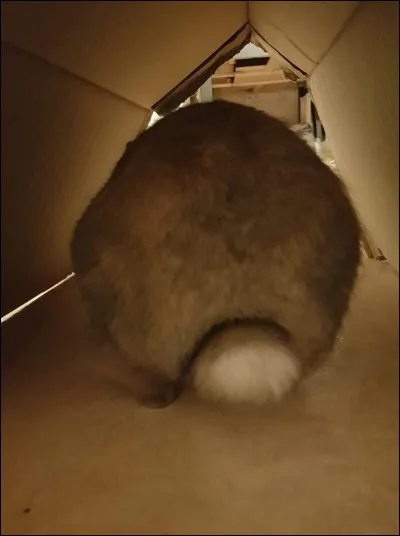 Oreilles couchées, museau en avant, pompon levé et son grave veulent dire qu'...