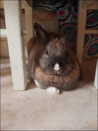 Oreilles couchées, refugié dans un coin, gémissements quand on veut le soulever :