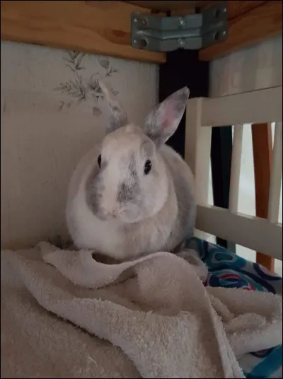 Le lapin court et tape de la patte arrière en grognant :