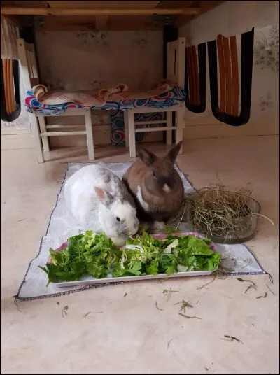 Si le lapin émet un grognement provoquant un son grave en se jetant sur sa nourriture :
