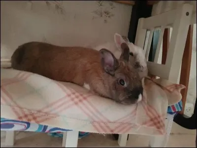 Si le lapin est allongé, détendu et émet un soupir qui ressemble parfois à un éternuement...