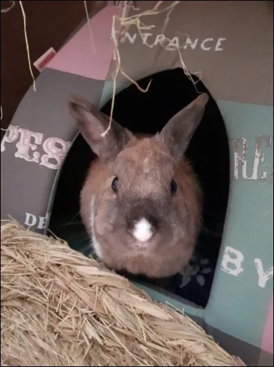 Si votre lapin gémit faiblement, comme un soupir qui part du grave pour aller vers l'aigu, peu importe sa position :