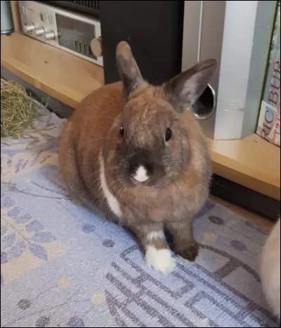 Votre lapin grince légèrement et rapidement des dents quand vous le caressez c'est qu'...