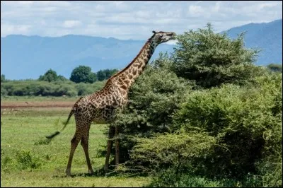 Elle vit dans les savanes africaines. Tu connais cet animal mais sais-tu écrire son nom ? Avec un 'f'' ou avec ''ph'' ?