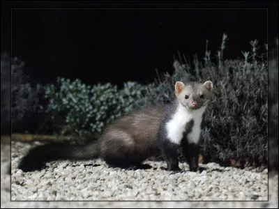 Cet animal nocturne s'attaque parfois aux volailles dans les poulaillers. Tu dois écrire son nom avec...
