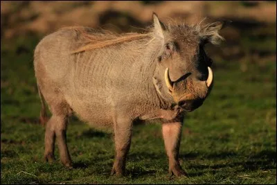 Voici un mammifère d'Afrique, de la même famille que le sanglier. C'est un [...cochère].