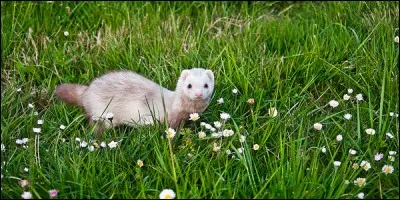 Dans une chanson enfantine, il court, il court, il est passé par ici et repassera par là. Qui est-ce ?
- Le [...ret]