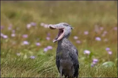 Cet animal existe-t-il vraiment ?