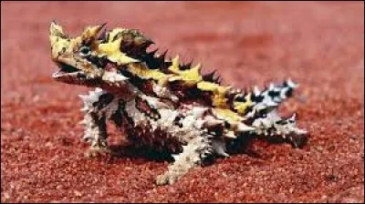 Quel est le second nom du "diable cornu" ?