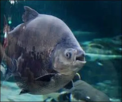 Quelle est la particularité du "pacu" ?