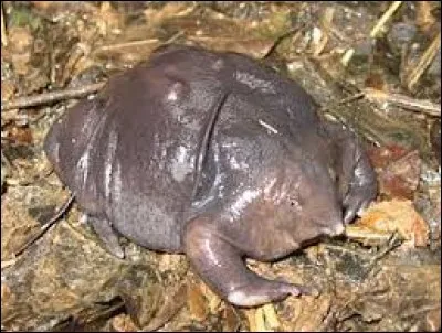 D'où provient cette étrange grenouille ?