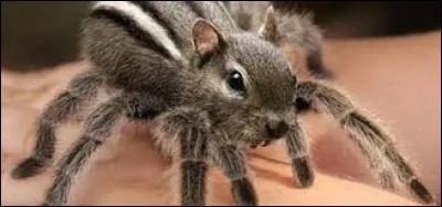 Cet animal existe-t-il vraiment ?