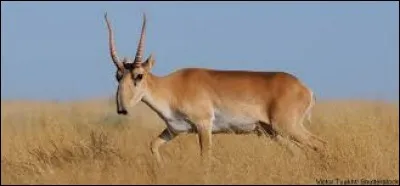 Quel est cet animal ?