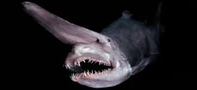 Quel est le second nom du "requin lutin" ?