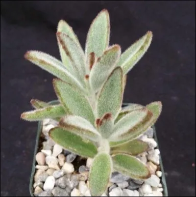 Quel est son nom français ?