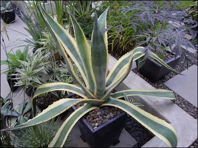 Quel est son nom latin ?