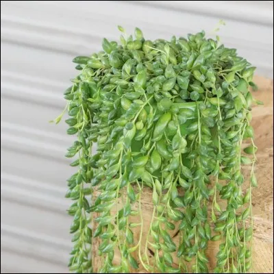 Quel est son nom latin ?